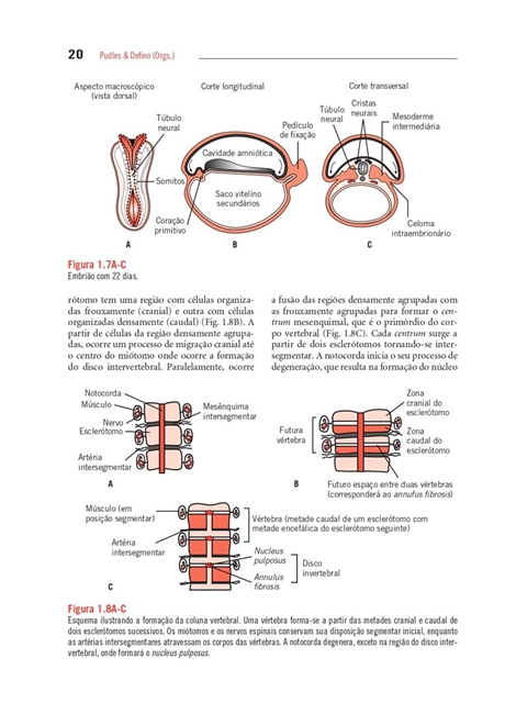 A Coluna Vertebral