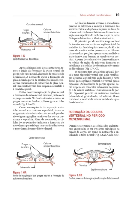 A Coluna Vertebral