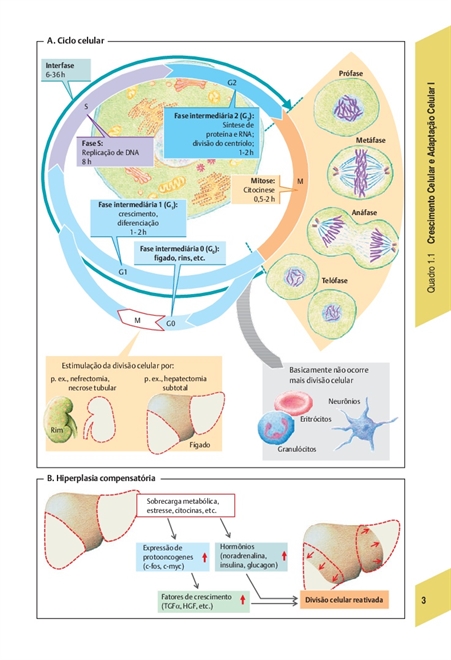 Fisiopatologia