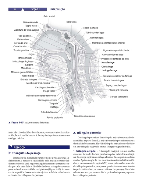 Otorrinolaringologia