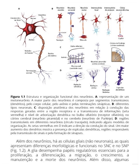 Neuropsicologia Hoje