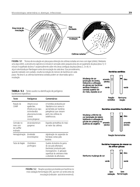 Microbiologia Veterinária e Doenças Infecciosas