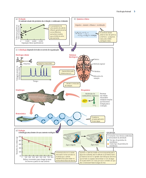 Fisiologia Animal