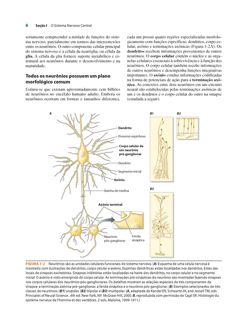 Neuroanatomia