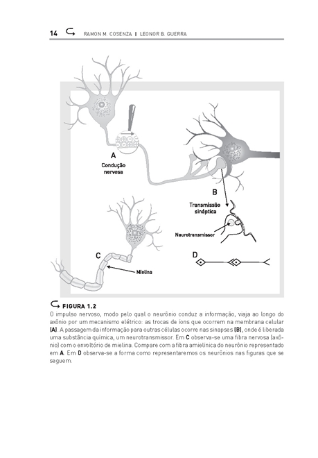 Neurociência e educação