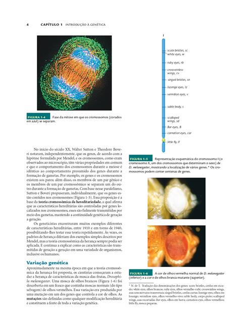 Conceitos de Genética