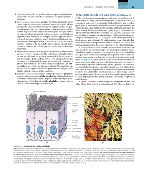 Anatomia Humana