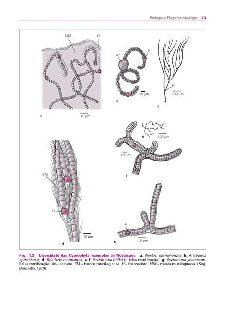 Biologia e Filogenia das Algas