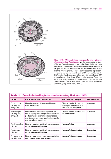 Biologia e Filogenia das Algas