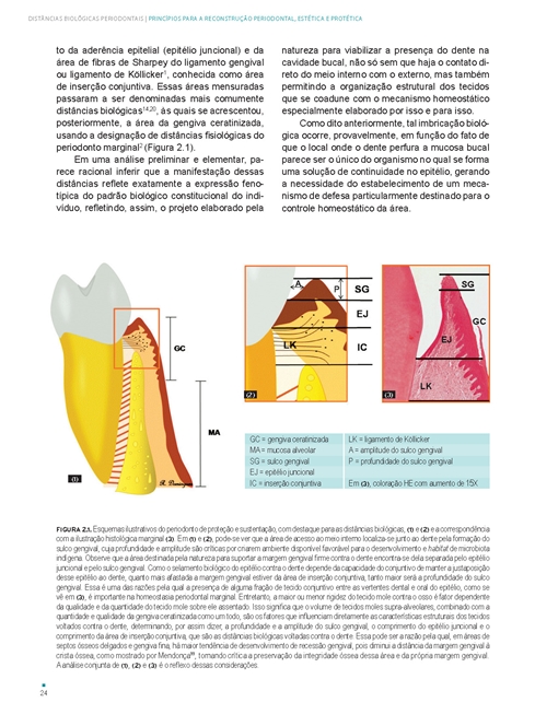 Distâncias Biológicas Periodontais