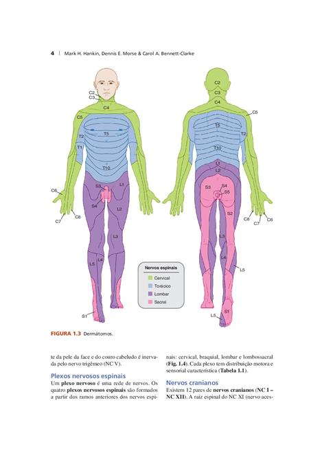 Anatomia Clínica