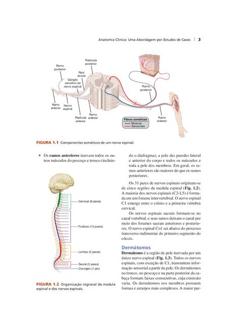 Anatomia Clínica