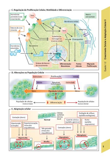 Fisiopatologia