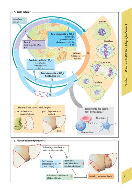 Fisiopatologia