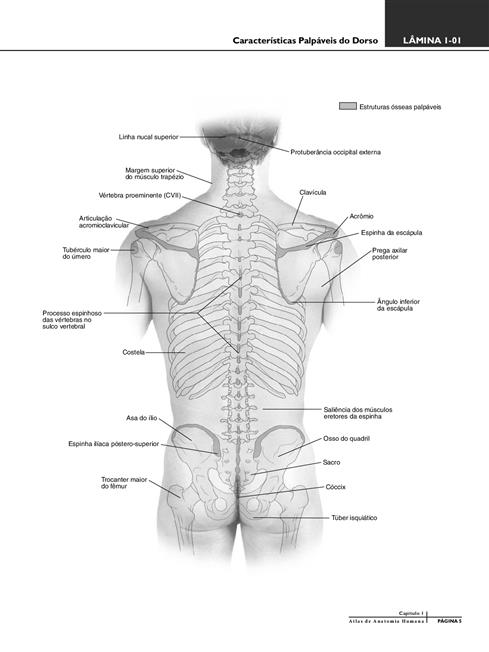 Atlas de Anatomia Humana