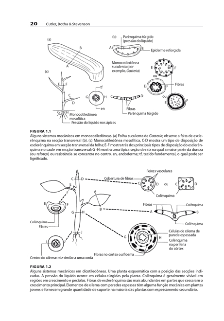 Anatomia Vegetal