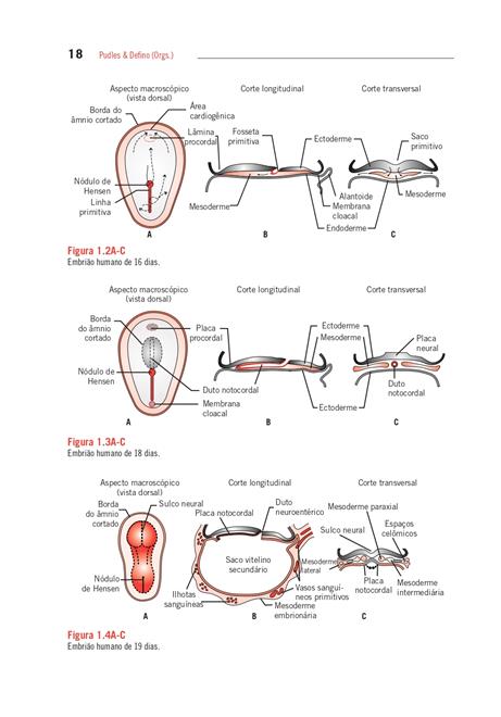 A Coluna Vertebral