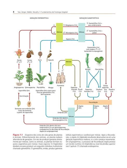 Fundamentos de Fisiologia Vegetal