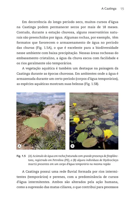 Adaptações de plantas da Caatinga