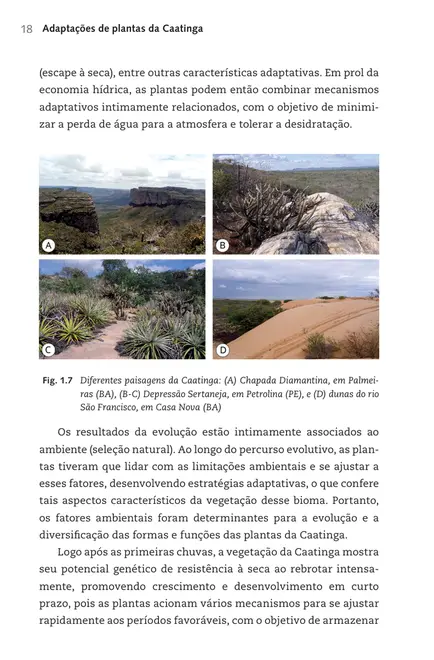 Adaptações de plantas da Caatinga