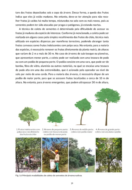 Sementes e mudas