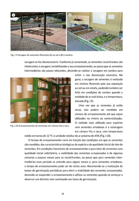 Sementes e mudas