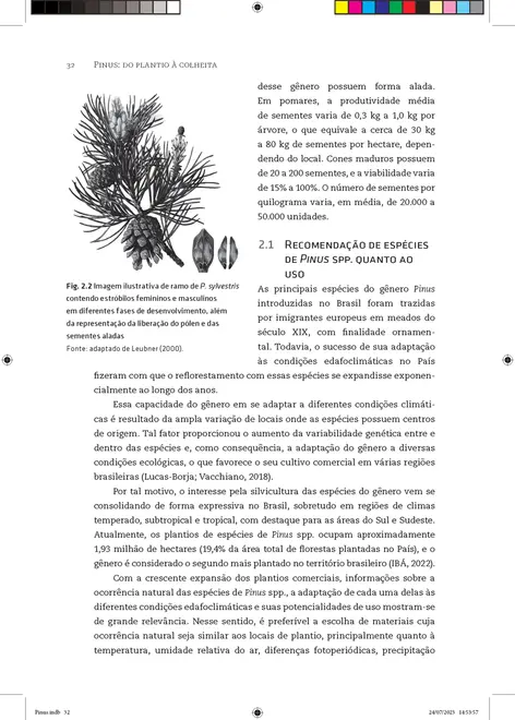 Pinus: do plantio à colheita