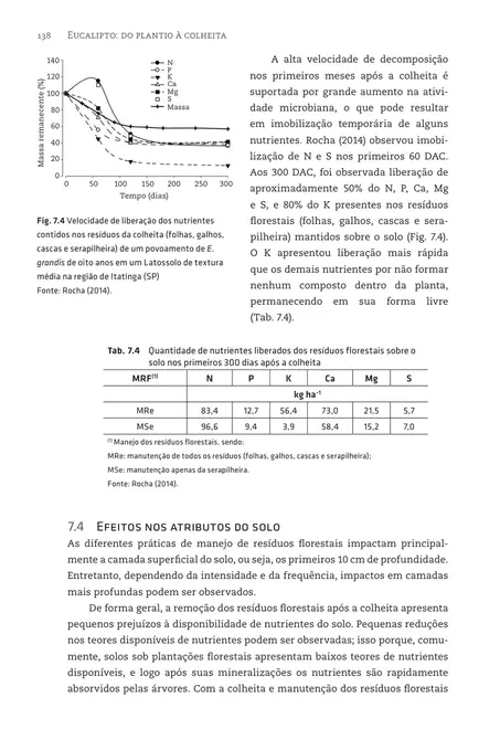 Eucalipto