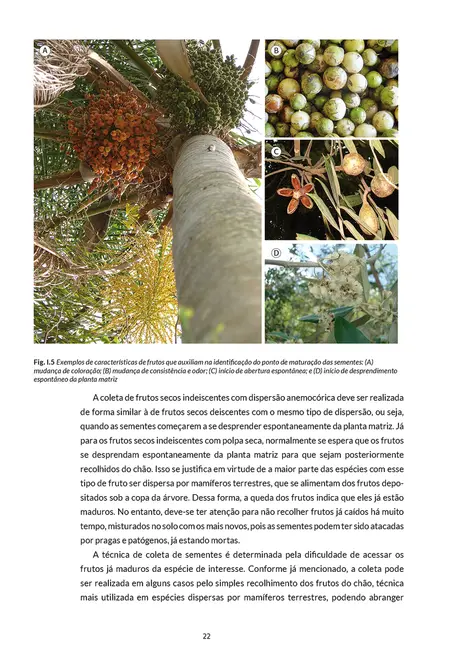 Sementes e mudas - Vol. 2: Guia para propagação de árvores brasileiras