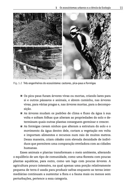 Ecossistemas urbanos