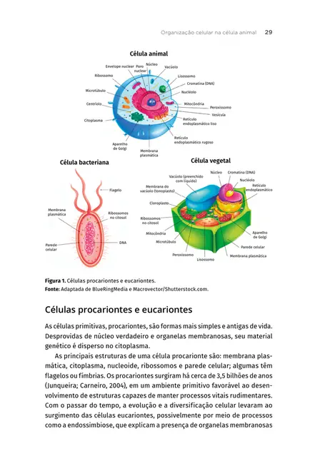 Citologia e histologia veterinária