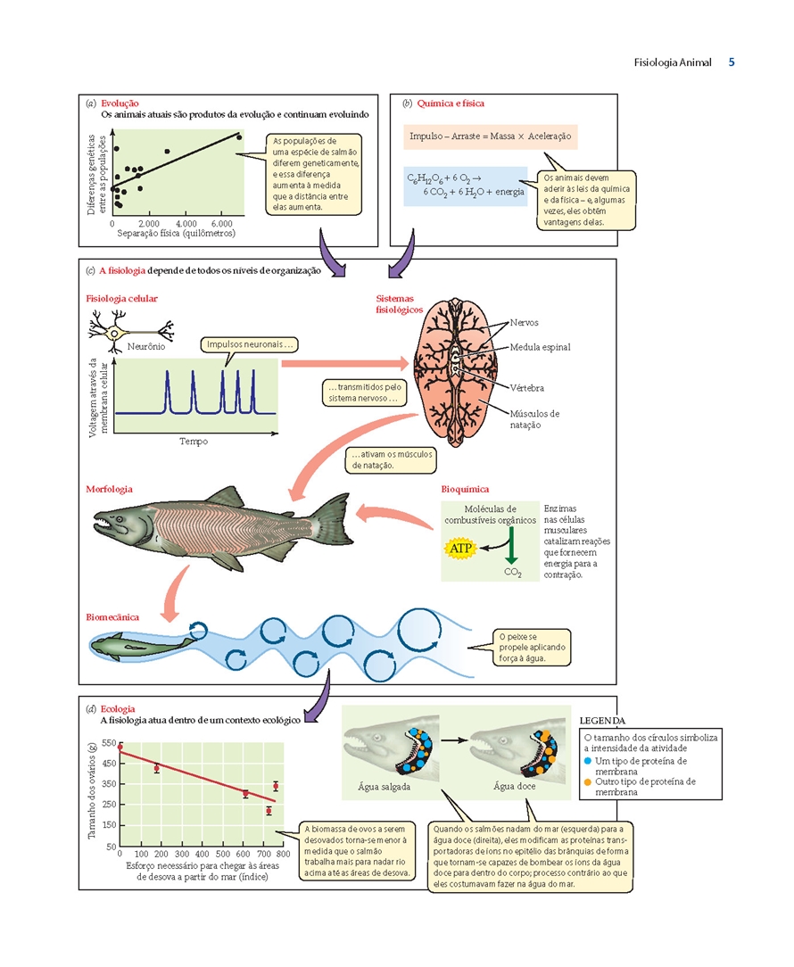 Corpo Humano Dificil, PDF, Fisiologia Animal