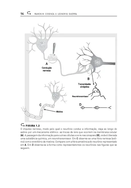 Neurociência e educação