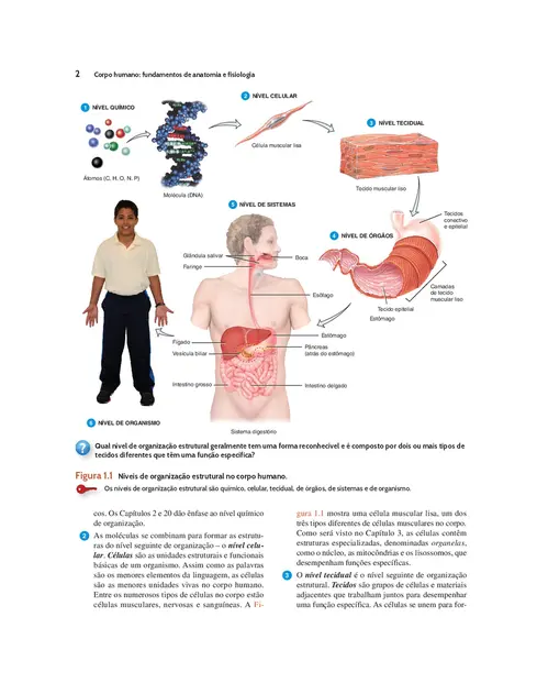 Corpo Humano