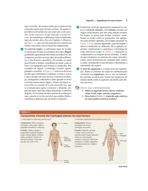 Corpo Humano