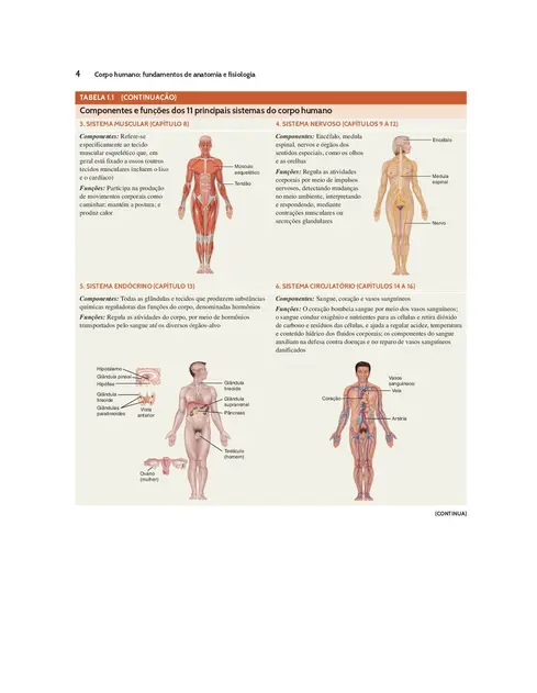 Corpo Humano