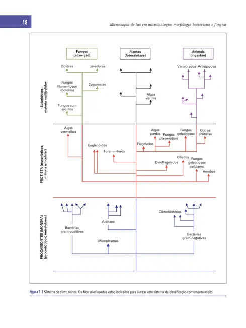 Microscopia de Luz em Microbiologia